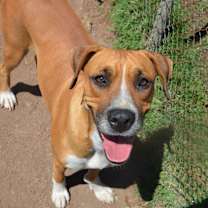 adopt-pet