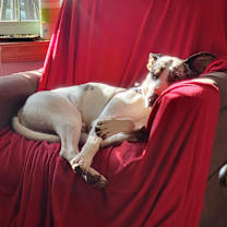 Thumbnail photo of Titan #4