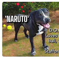 Thumbnail photo of Naruto #1