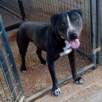 Thumbnail photo of Naruto #3