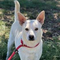 Thumbnail photo of Snowby #1