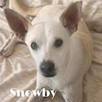 Thumbnail photo of Snowby #2