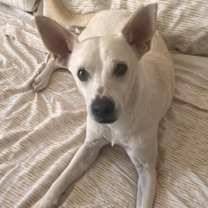 Thumbnail photo of Snowby #3