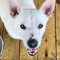 Thumbnail photo of Snowby #4