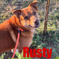 Thumbnail photo of RUSTY #1