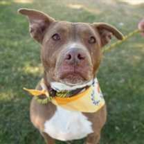 adopt-pet