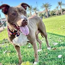 Thumbnail photo of Cookie #3