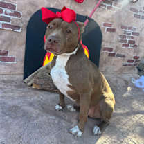 Thumbnail photo of Cookie #2