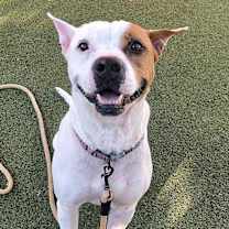 adopt-pet