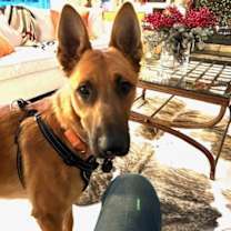 Thumbnail photo of Winston - NY - COURTESY POST #1