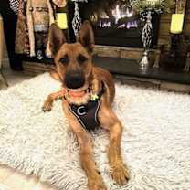 Thumbnail photo of Winston - NY - COURTESY POST #2