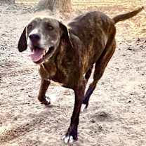 Thumbnail photo of Jocko #1