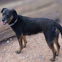 adopt-pet