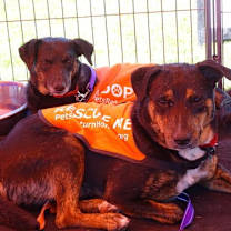 Thumbnail photo of Star #4