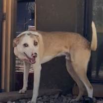 adopt-pet