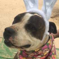 Thumbnail photo of Emmett Smith-Senior #2