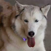 Thumbnail photo of Lilibet #3