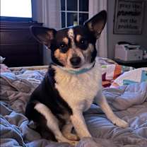 Thumbnail photo of Foscoe #1