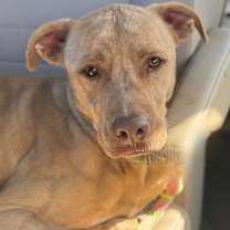 Thumbnail photo of DOUG #3