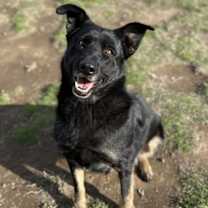 Thumbnail photo of Rosie #1