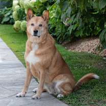 Thumbnail photo of Bella #2