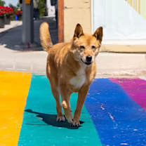 Thumbnail photo of Bella #3