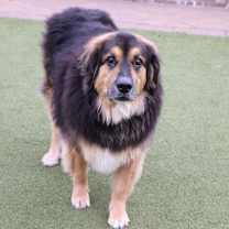 Thumbnail photo of Rocky #3