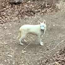 Thumbnail photo of MANDY (COURTESY POST) #2