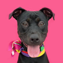 Thumbnail photo of Nova-ADOPT Me! #1