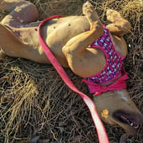 Thumbnail photo of Pinkie #4