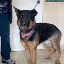 Thumbnail photo of Koda #2