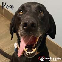 Thumbnail photo of Koa (Cross Post) #1