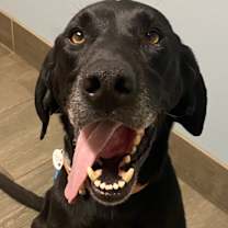 Thumbnail photo of Koa (Cross Post) #2