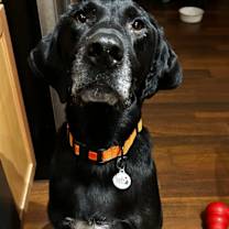 Thumbnail photo of Koa (Cross Post) #3