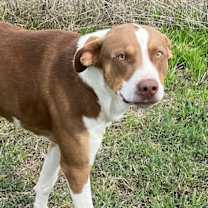 Thumbnail photo of Scooby #3