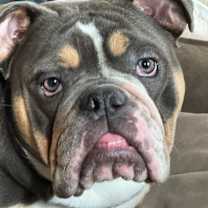 Thumbnail photo of Grey #1