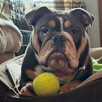 Thumbnail photo of Grey #3