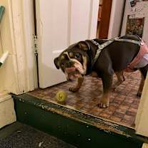 Thumbnail photo of Grey #4