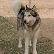 adopt-pet