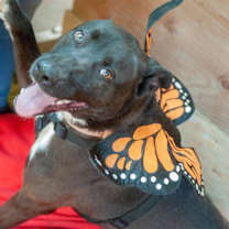 Thumbnail photo of Kia Lia #4