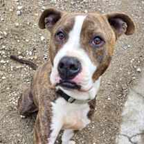 Thumbnail photo of Henry #1