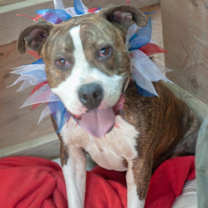 Thumbnail photo of Henry #3