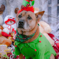 Thumbnail photo of Duke (Kenzo) #1