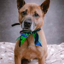 Thumbnail photo of Duke (Kenzo) #2