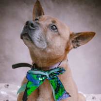 Thumbnail photo of Duke (Kenzo) #3