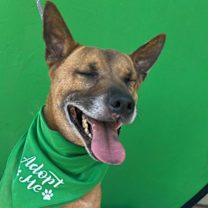 Thumbnail photo of Duke (Kenzo) #4