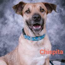 Thumbnail photo of Chispita #2