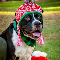Thumbnail photo of Gordo #2