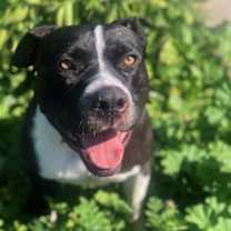 Thumbnail photo of Gordo #3
