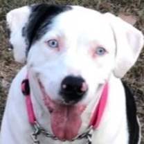 Thumbnail photo of Ellie - Catahoula #1